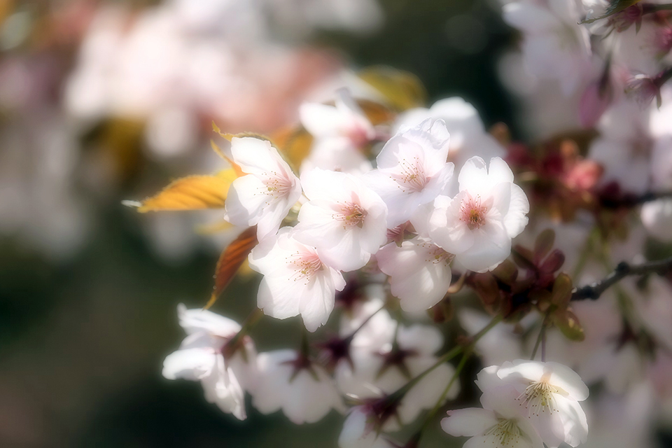 大峰山桜公園_e0096372_09131222.jpg