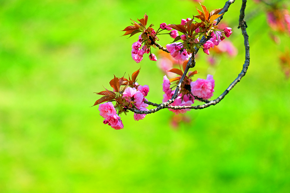 大峰山桜公園_e0096372_09131291.jpg