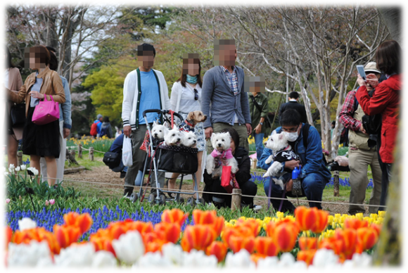 ♪ ダニエル 昭和記念公園 チューリップ見学は戦カメ付き～ヽ(*^^*)ノ ♪ 　_b0242873_00141610.png