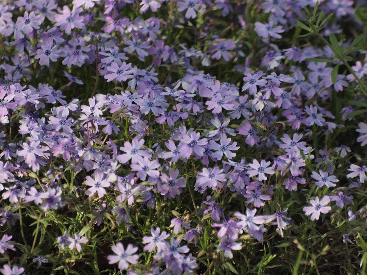 『白山吹(シロヤマブキ)と白山藤(シロヤマフジ)と芝桜(シバザクラ)等の花達～』_d0054276_20342466.jpg