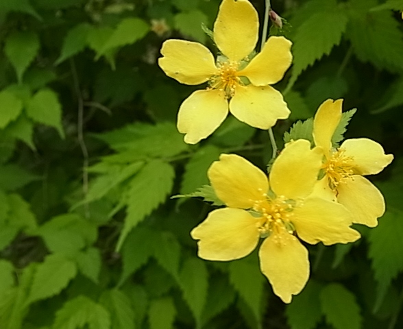 c0209377_2332576.jpg
