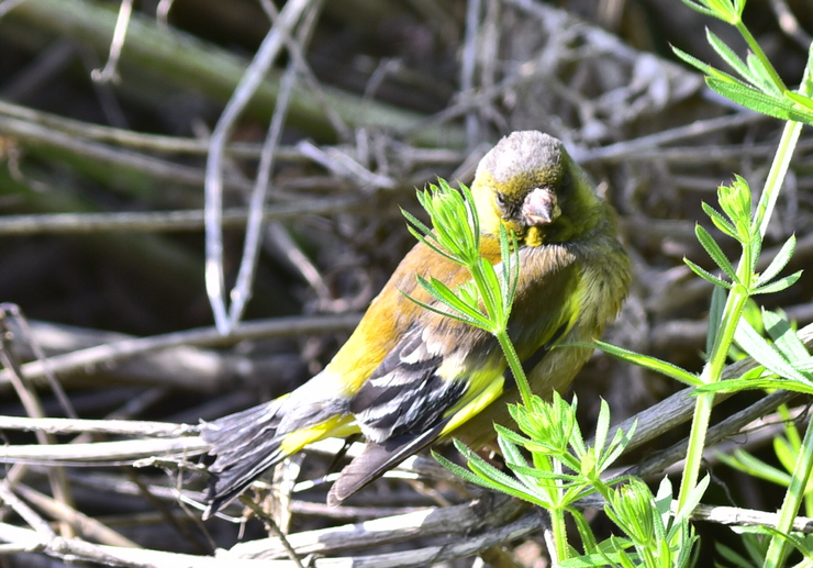 2015年4月　野鳥_c0176183_11382032.jpg