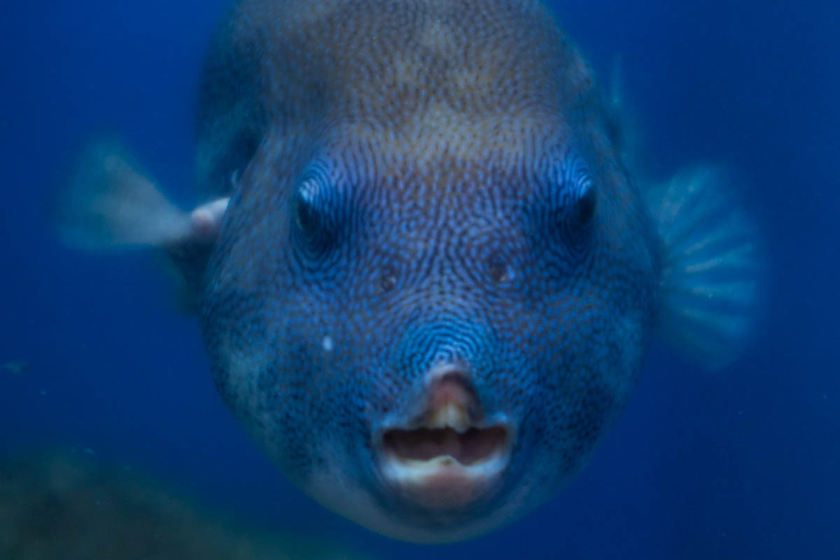 水族館の魅力_c0298391_20334023.jpg