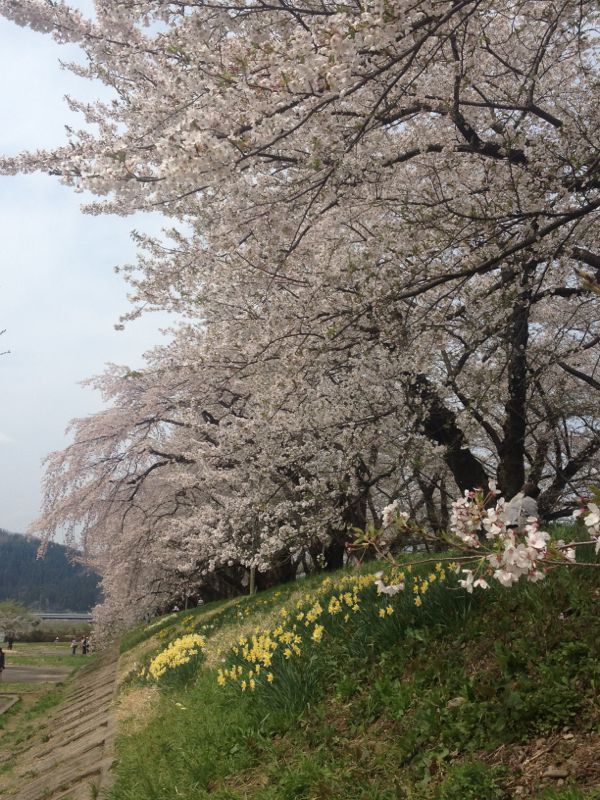 枝垂れ桜～秋田角館_e0152493_149553.jpg