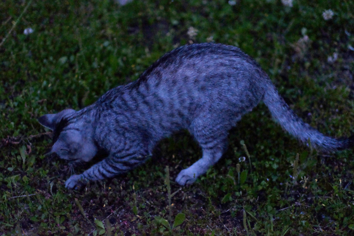 チビちゃん、夜も公園散歩！_e0079696_2010386.jpg