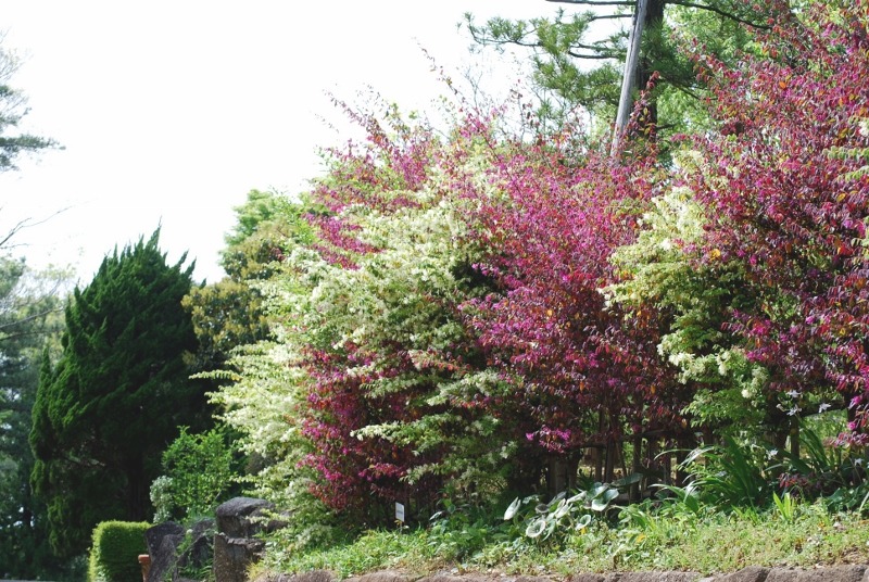 e0025300_12533030.jpg