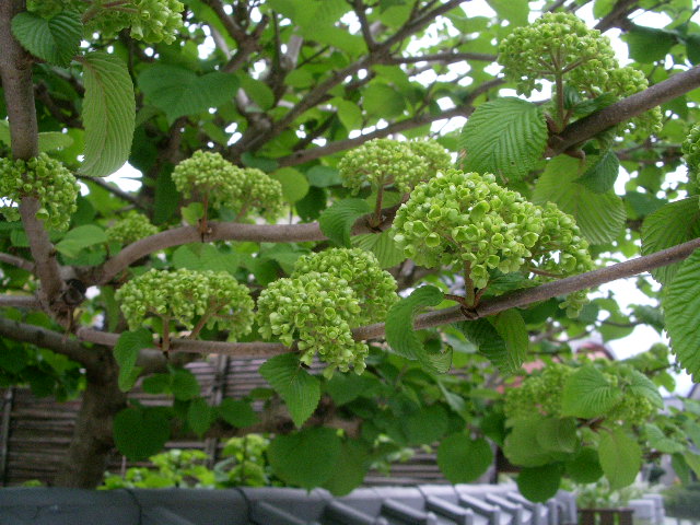 e0025300_1336480.jpg