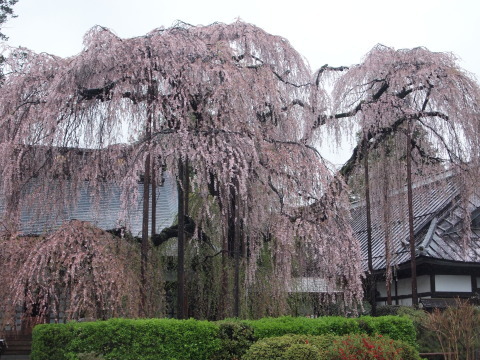 祟りにも負けず、山梨へ桃の撮影会♪　その2_b0331802_22294889.jpg