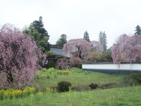 祟りにも負けず、山梨へ桃の撮影会♪　その2_b0331802_22295087.jpg
