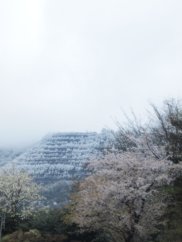 祟りにも負けず、山梨へ桃の撮影会♪　その2_b0331802_22295504.jpg