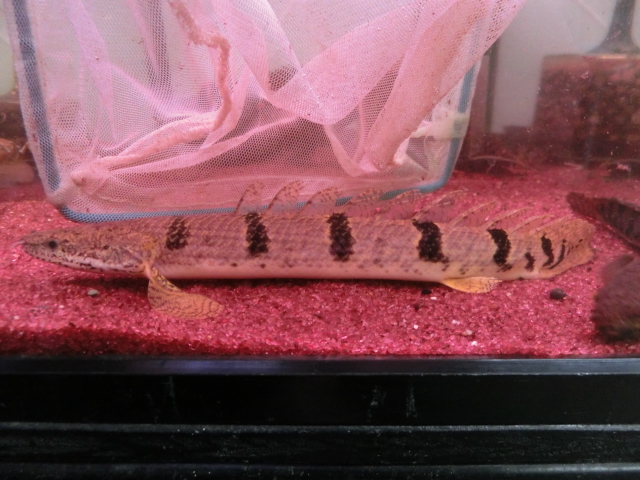 デルヘジィコレクション presented by UNIVERSALaquarium_b0141806_17301440.jpg
