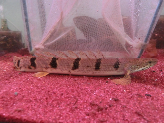 デルヘジィコレクション presented by UNIVERSALaquarium_b0141806_17302696.jpg