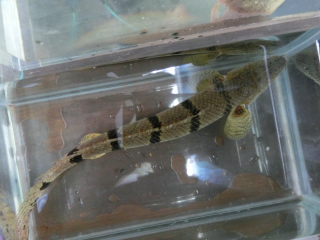 デルヘジィコレクション presented by UNIVERSALaquarium_b0141806_17304730.jpg