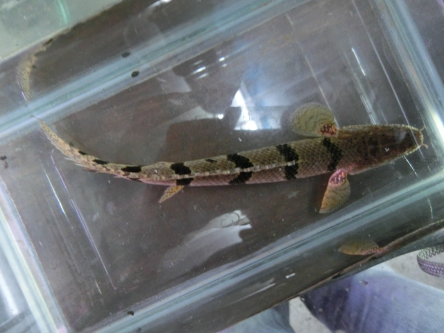 デルヘジィコレクション presented by UNIVERSALaquarium_b0141806_17324364.jpg
