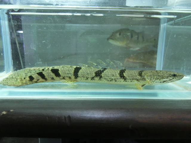 デルヘジィコレクション presented by UNIVERSALaquarium_b0141806_17332619.jpg