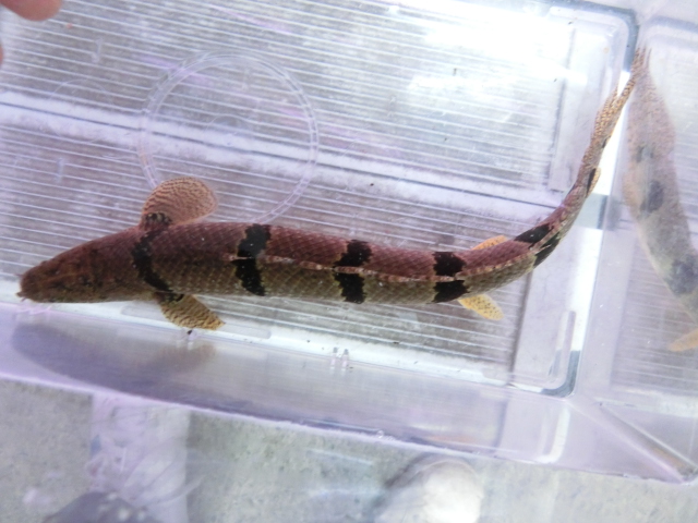 デルヘジィコレクション presented by UNIVERSALaquarium_b0141806_17335885.jpg