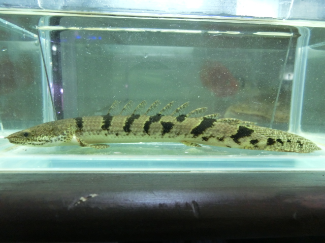 デルヘジィコレクション presented by UNIVERSALaquarium_b0141806_17361429.jpg