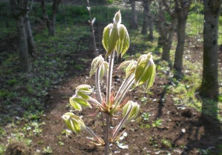 芽吹き 2015春_e0148806_12541953.jpg