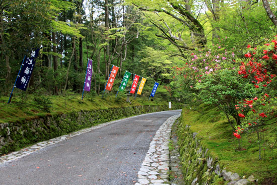 赤山禅院新緑_e0048413_2057552.jpg