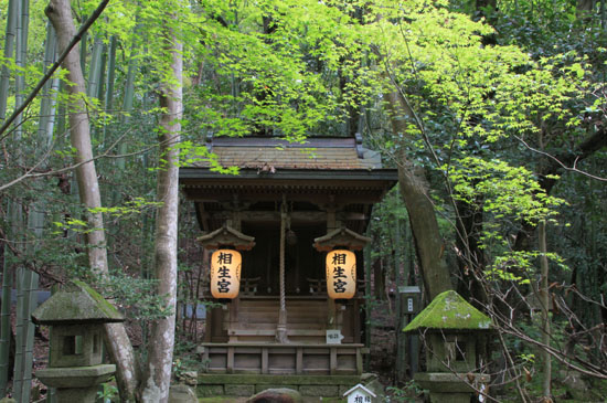 赤山禅院新緑_e0048413_210159.jpg