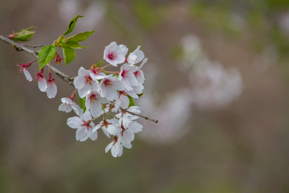 奥武蔵山中の新緑と桜_b0010915_22174167.jpg