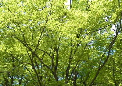 目に青葉、口にも青葉?_e0234016_19254634.jpg