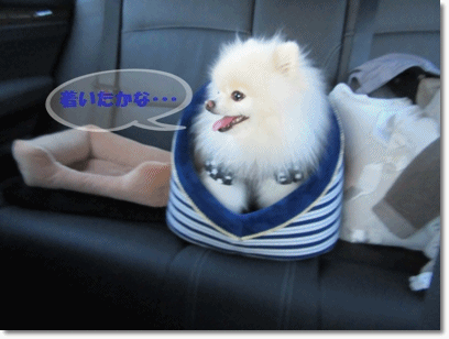 b0167519_22411566.gif