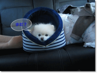b0167519_22415476.gif