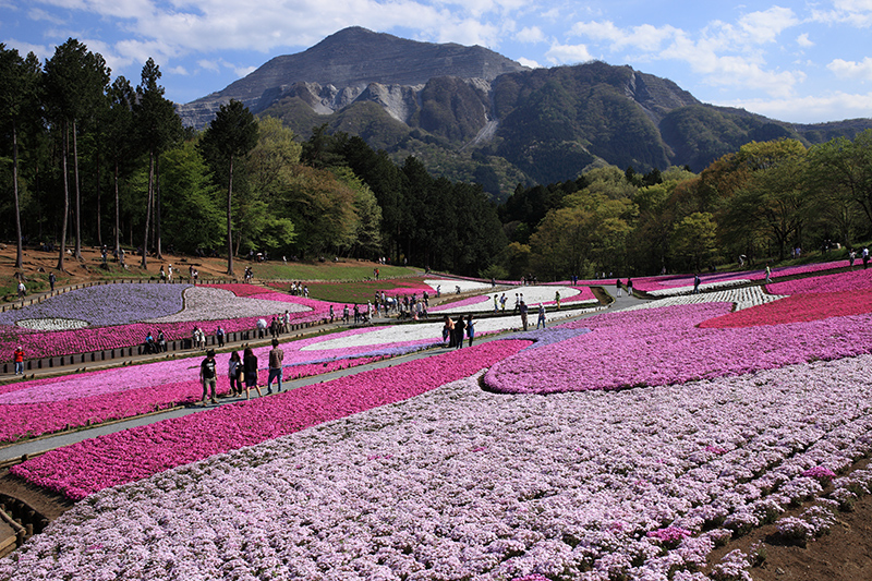 芝桜と鯉のぼり_c0369219_14493297.jpg