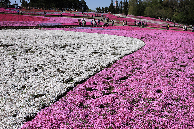 芝桜と鯉のぼり_c0369219_15081615.jpg