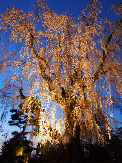 藤田記念庭園の夜桜（弘前市）*2015.04.25_b0147224_2245994.jpg