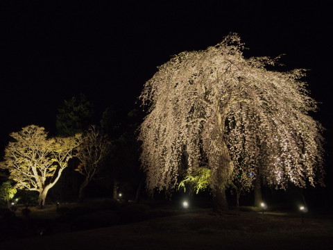 藤田記念庭園の夜桜(弘前市)*2015.04.25_b0147224_22515622.jpg