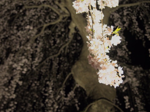 藤田記念庭園の夜桜（弘前市）*2015.04.25_b0147224_22531944.jpg