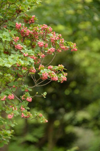 e0335926_11332243.jpg