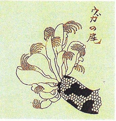 ７つの首の蛇 8⃣ 南方熊楠が描いた蛇_a0300530_15585244.jpg