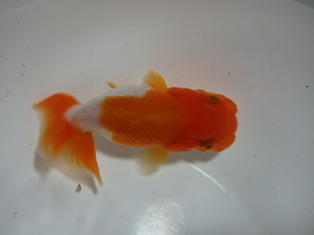 f0334143_22291195.jpg