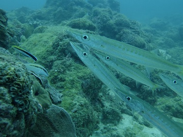 b0124144_15575840.jpg