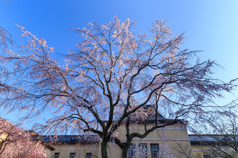 府庁のしだれ桜_f0155048_18512868.jpg