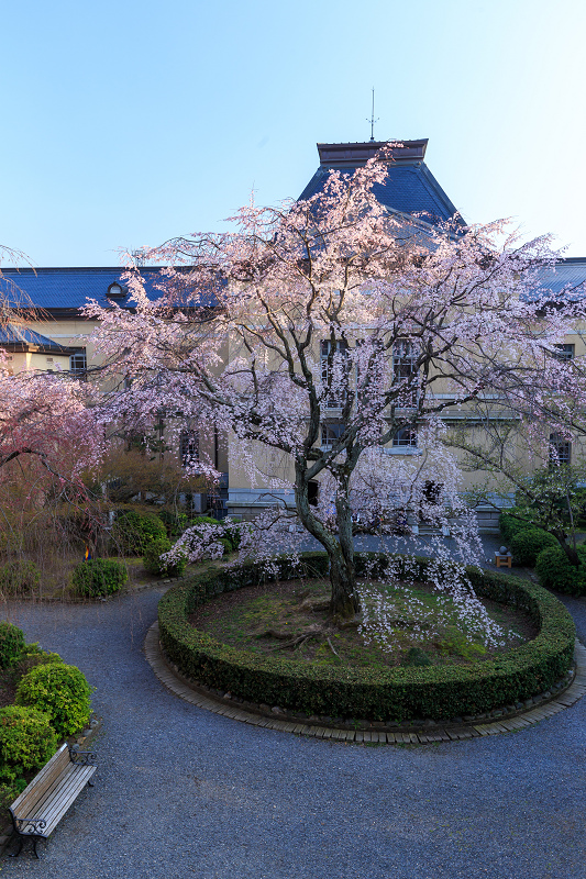 府庁のしだれ桜_f0155048_18525610.jpg