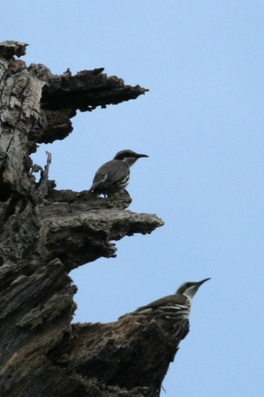 フィリピン転戦04野鳥編3_b0144049_14523168.jpg