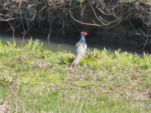 赤ちゃんトチの木に会いに来ませんか？_b0238249_17393673.jpg