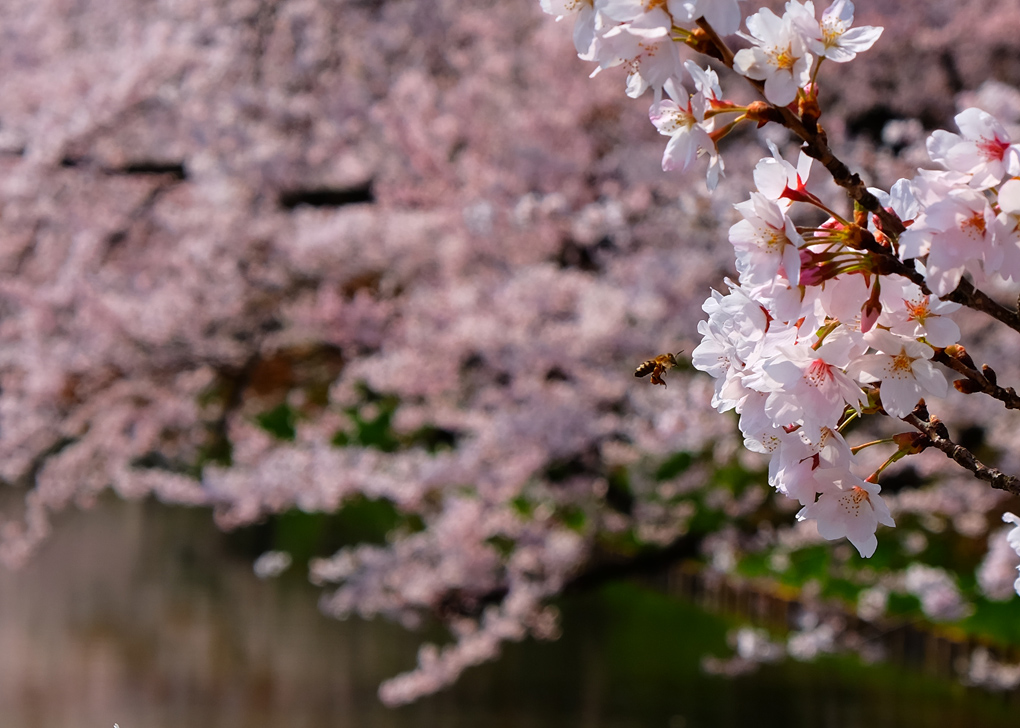 2015　弘前の桜No.1_f0038653_7193249.jpg