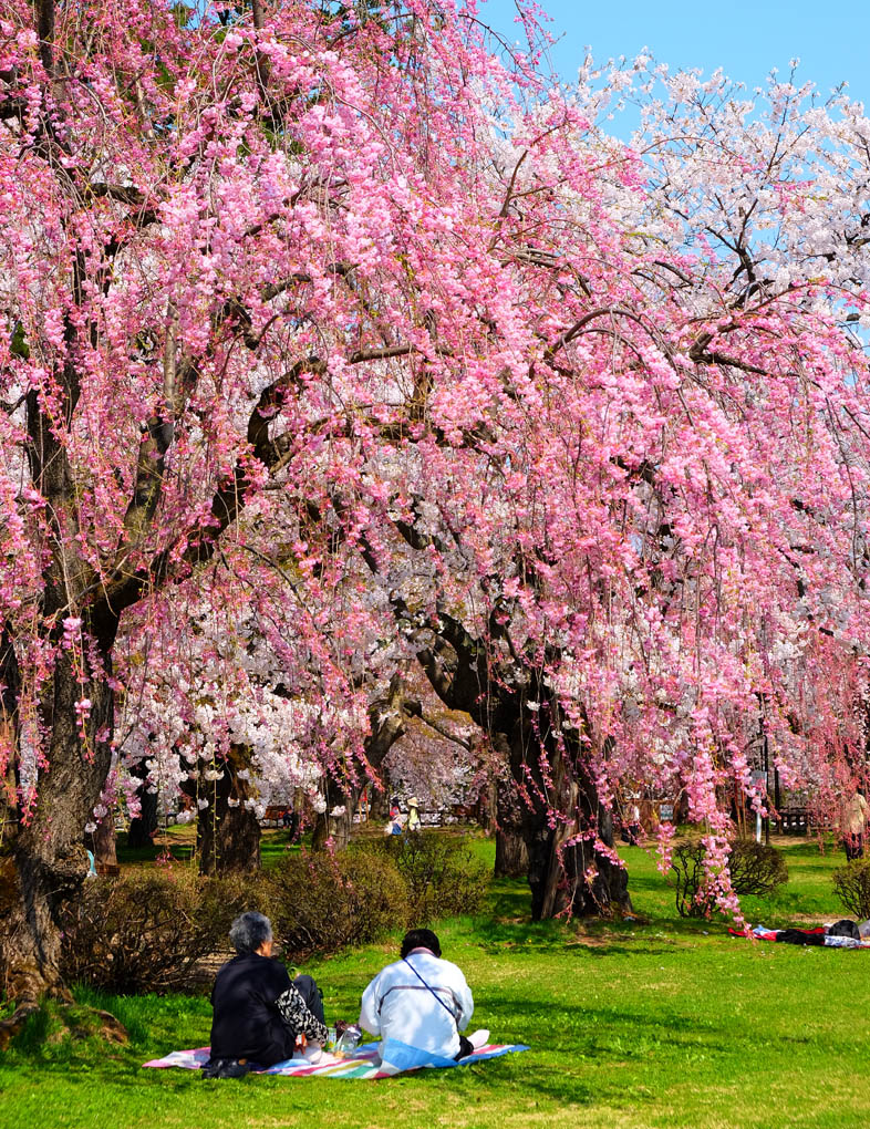 2015　弘前の桜No.1_f0038653_7225775.jpg