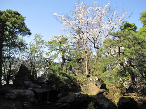 ホテルの桜も満開になりました_d0138554_11543945.jpg