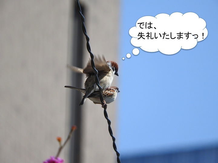 恋の季節　すずめ編_c0260460_11013954.jpg