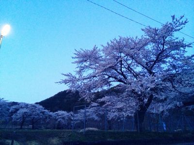 尾瀬の桜⭐️_c0151965_23272741.jpg