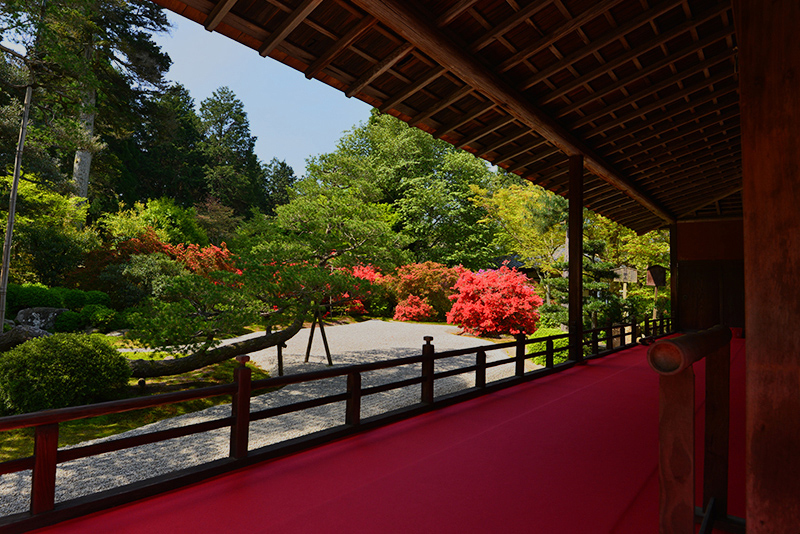 曼殊院門跡　深紅の花_c0317868_15113516.jpg