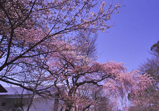 a0045381_08274052.jpg