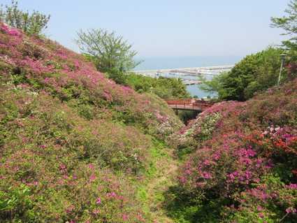 つつじ下刈り＆淡輪福祉総会_f0053885_19285319.jpg