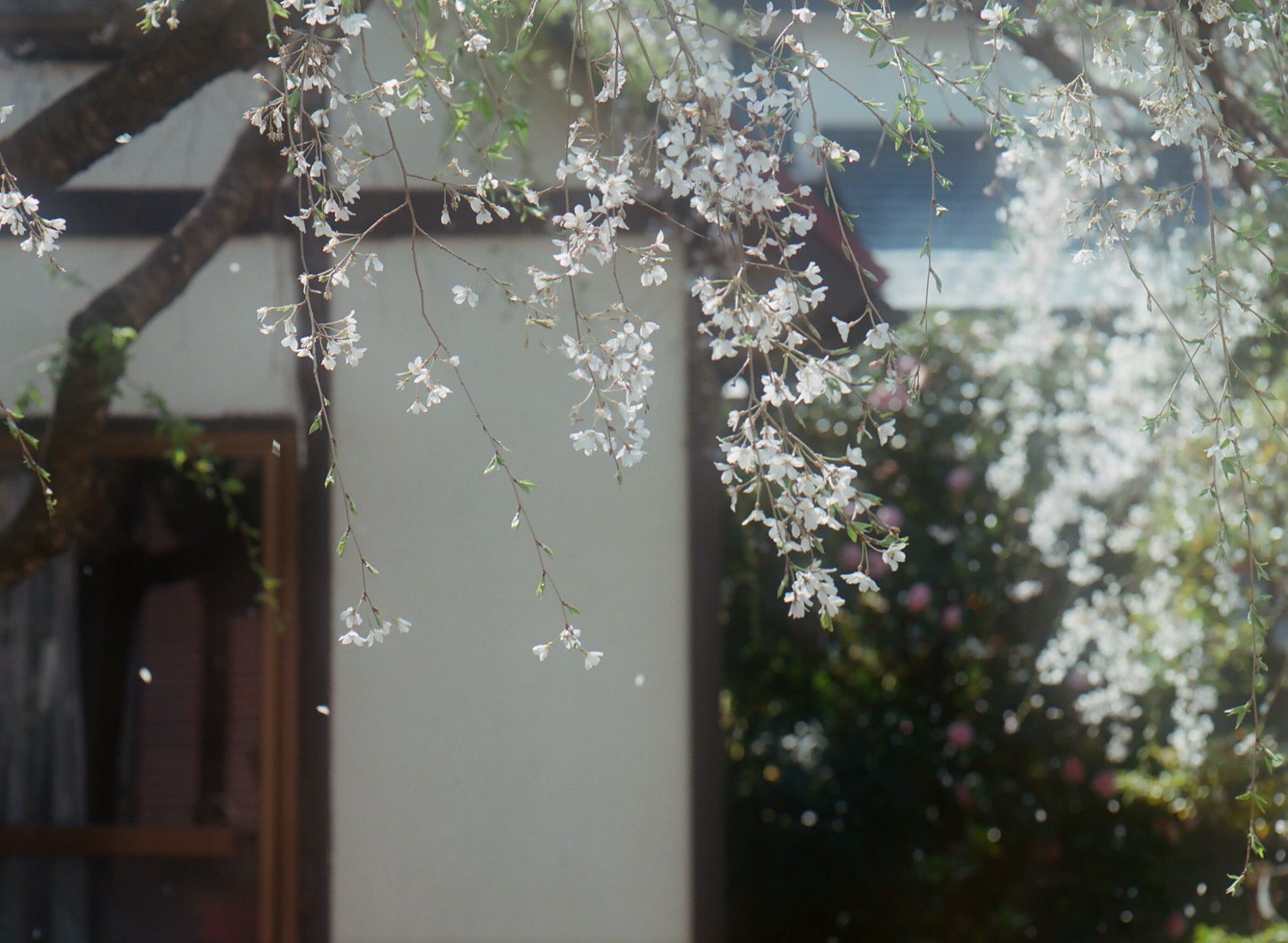 日常雑感 桜の森の満開の下_f0238991_23324737.jpg